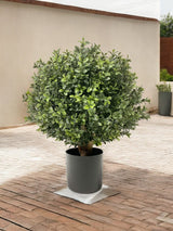 Livraison plante Buxus - Buis artificiel