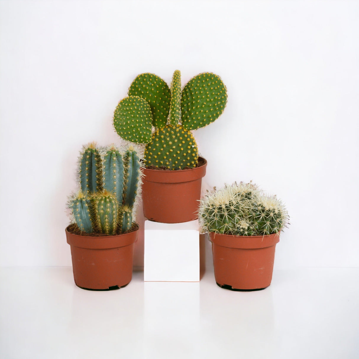 Livraison plante Cactus, box de 3 plantes h27cm