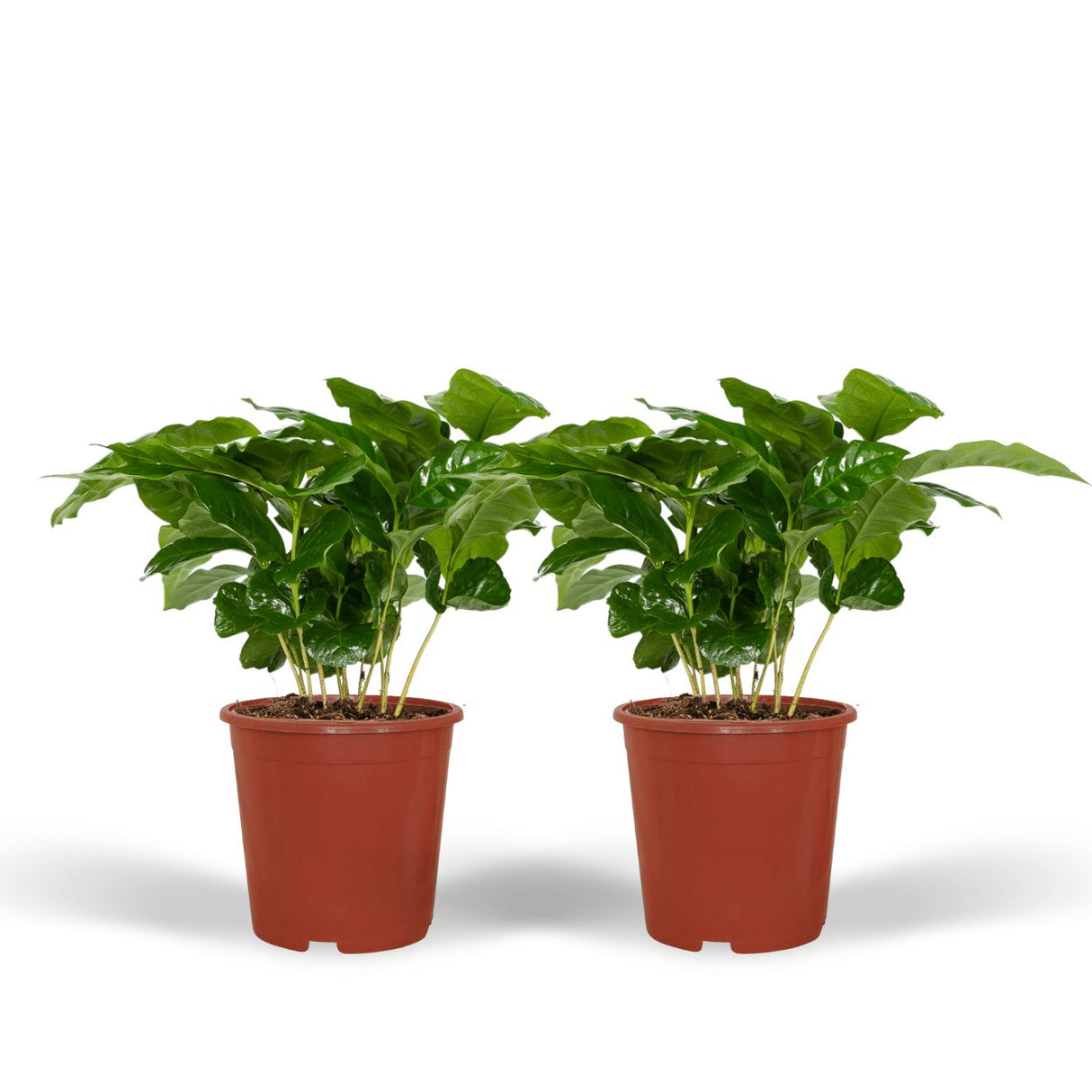 Livraison plante Caféier - Lot de 2