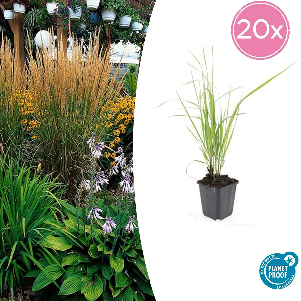 Livraison plante Calamagrostis acutiflora 'Karl Foerster'