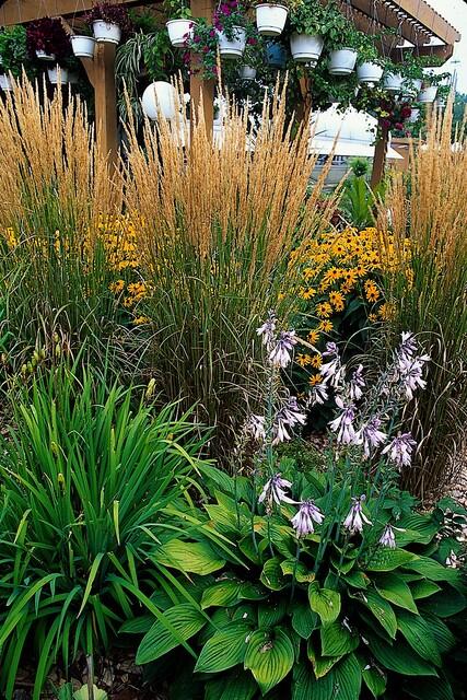 Livraison plante Calamagrostis acutiflora 'Karl Foerster'