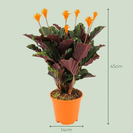Livraison plante Calathea Crocata
