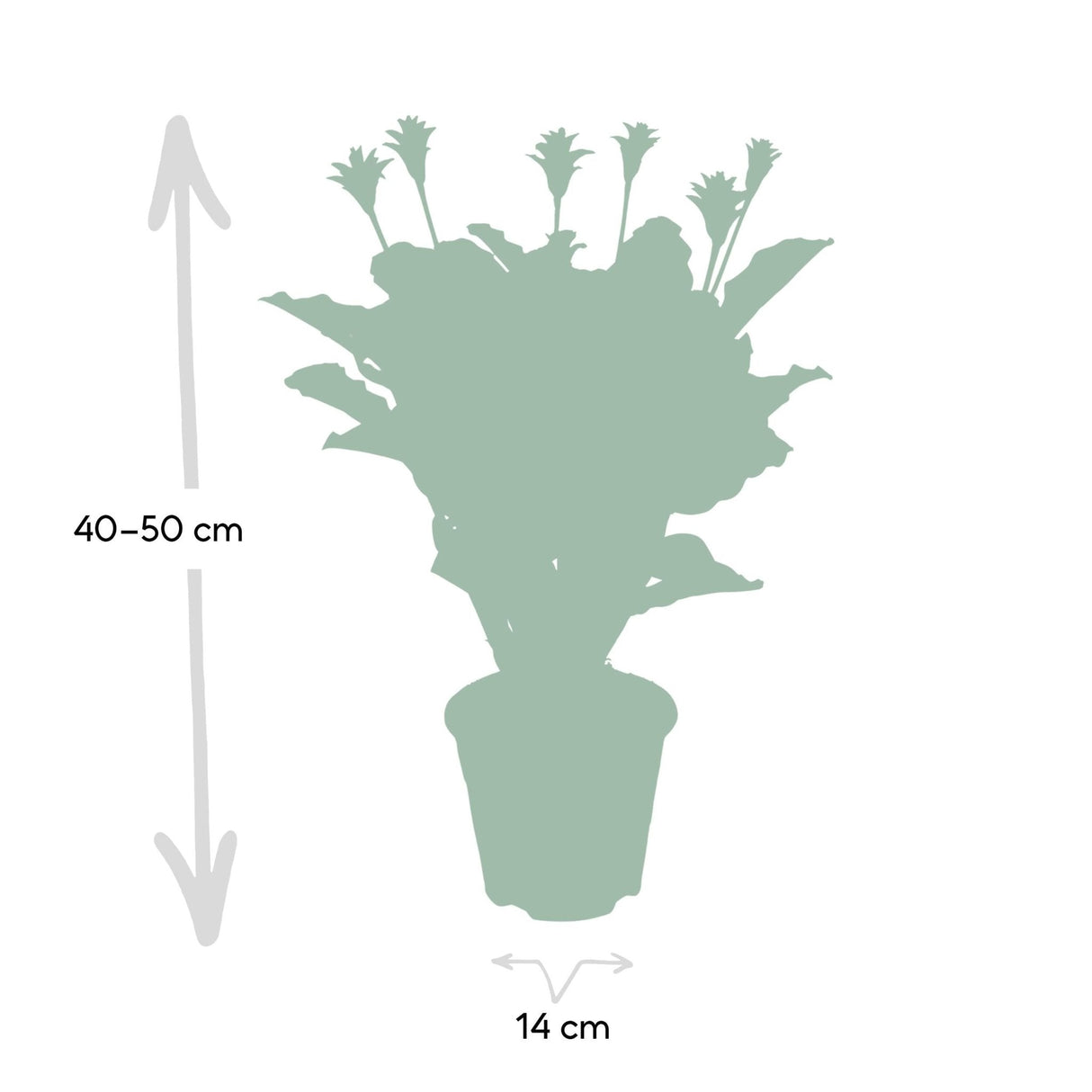 Livraison plante Calathea Crocata