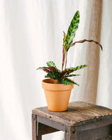 Livraison plante Calathea Lancifolia