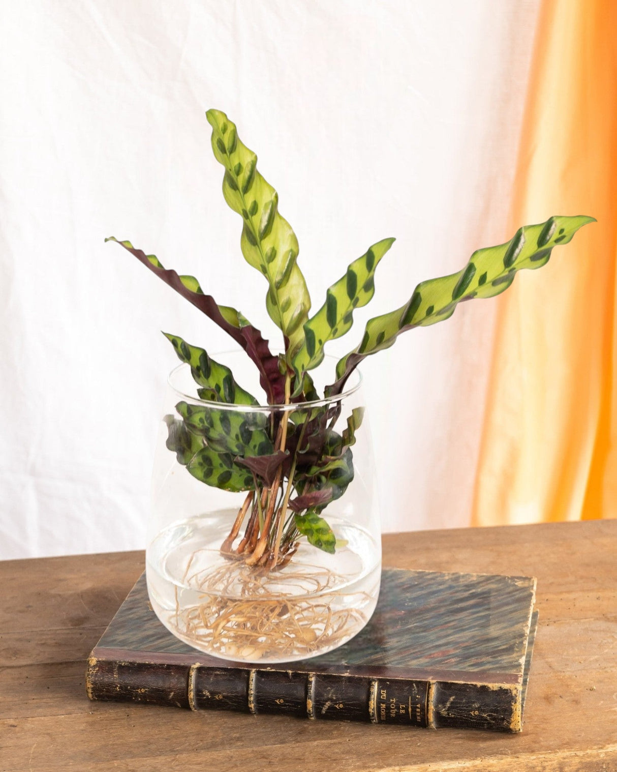 Livraison plante Calathea Lancifolia en hydroculture et son vase en verre h30cm