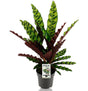 Livraison plante Calathea Lancifolia Insignis - Ø14cm - ↕45cm