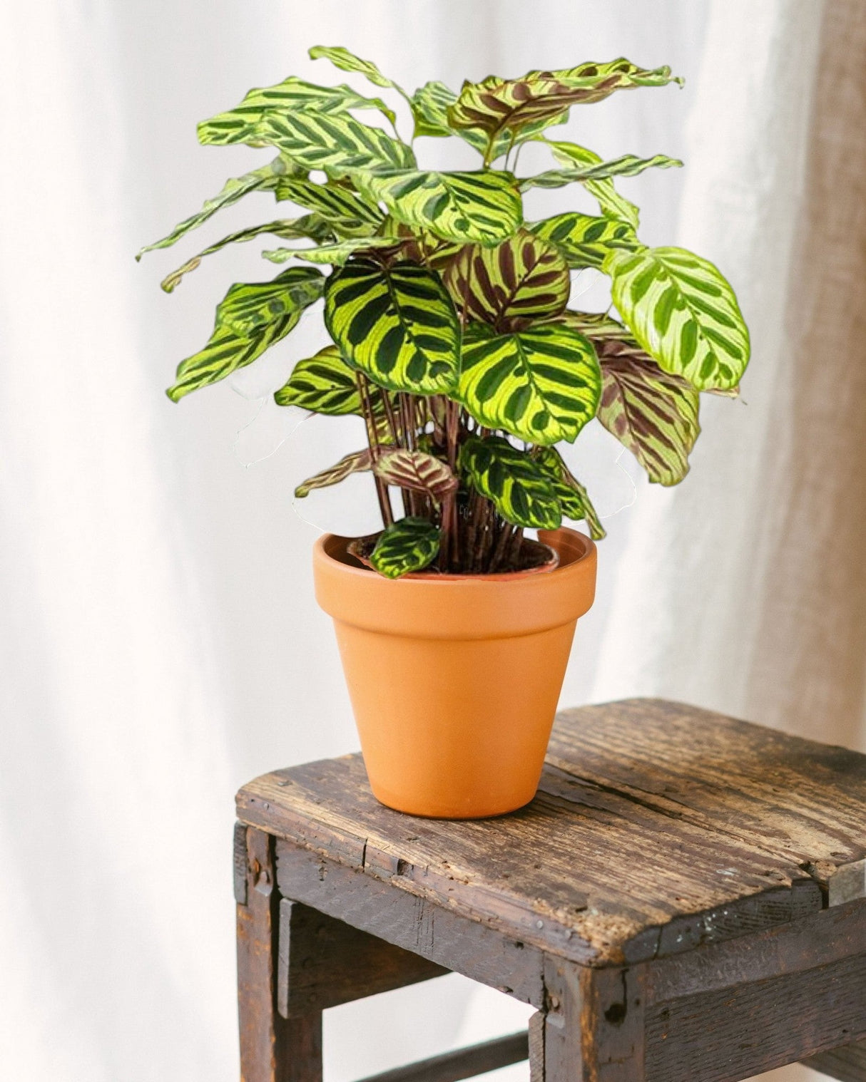 Livraison plante Calathea - Le paon