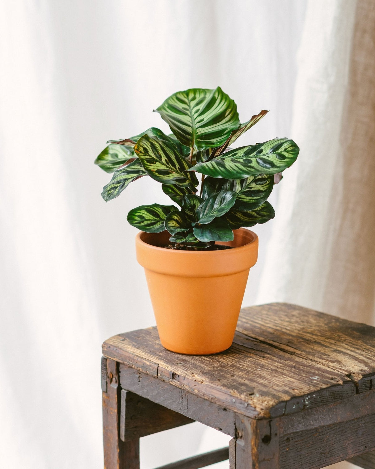 Livraison plante Calathea Makoyana