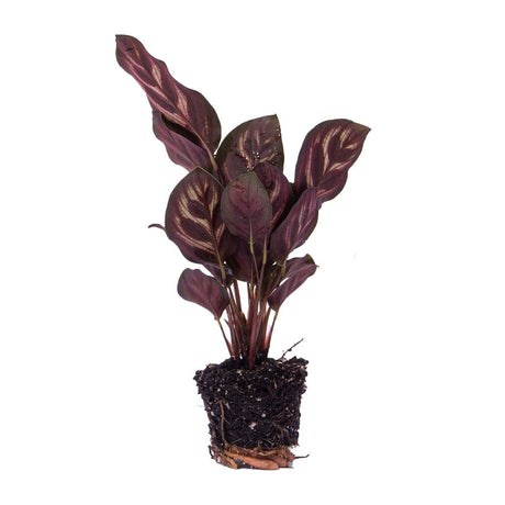 Livraison plante Calathea Makoyana