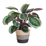 Livraison plante Calathea Medaillon et son pot