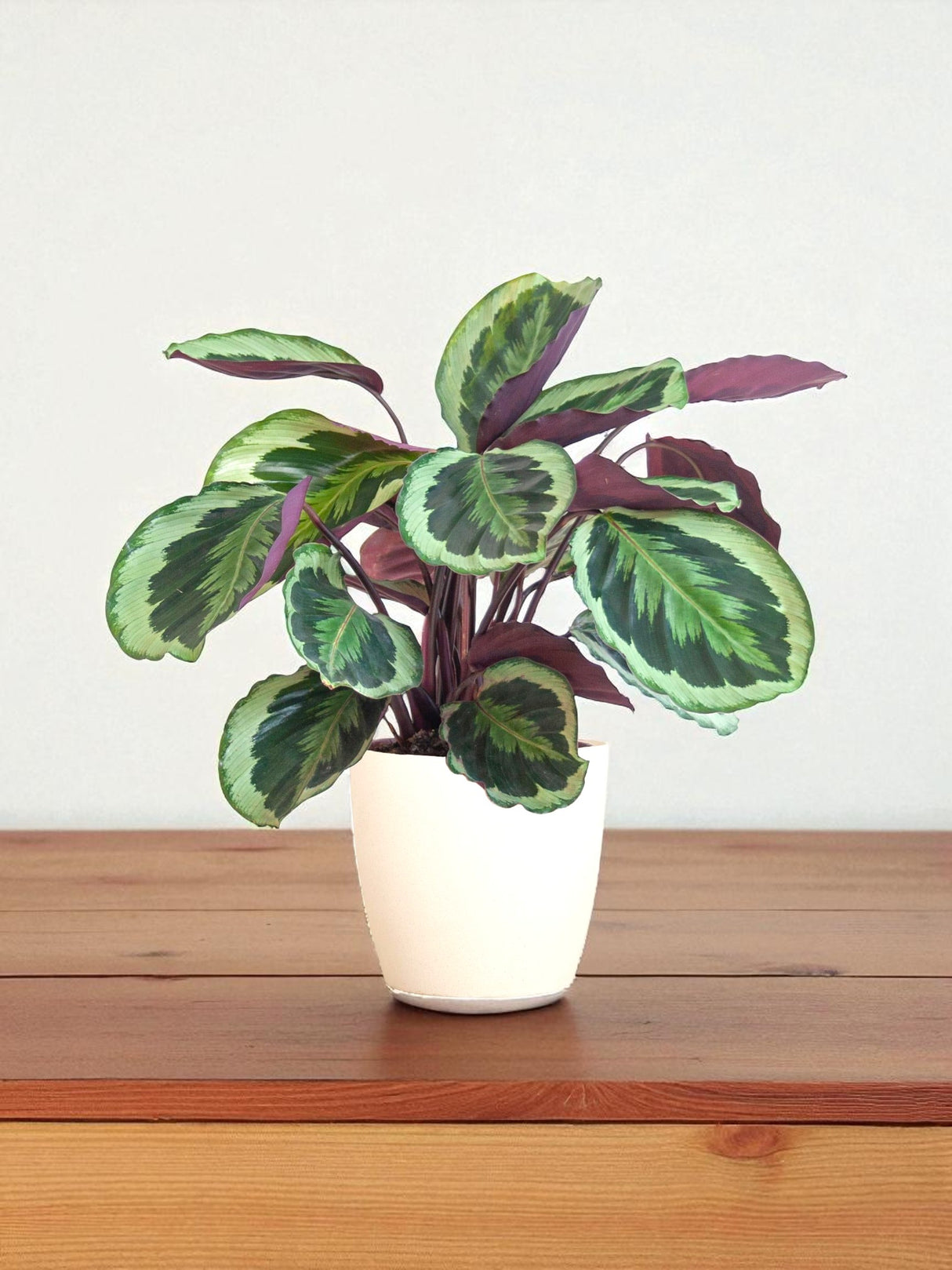 Calathea Medallón y su olla