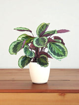 Calathea Medallón y su olla