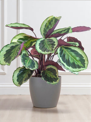 Livraison plante Calathea Medaillon et son pot