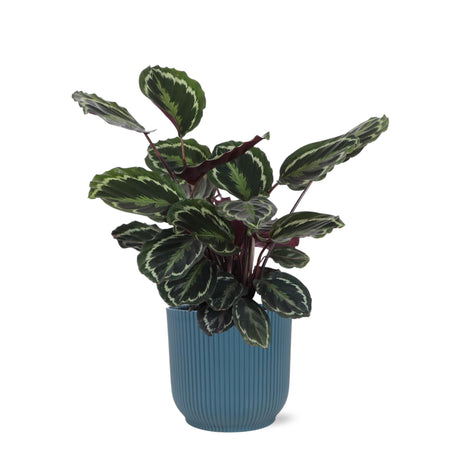 Livraison plante Calathea Medallion et son pot