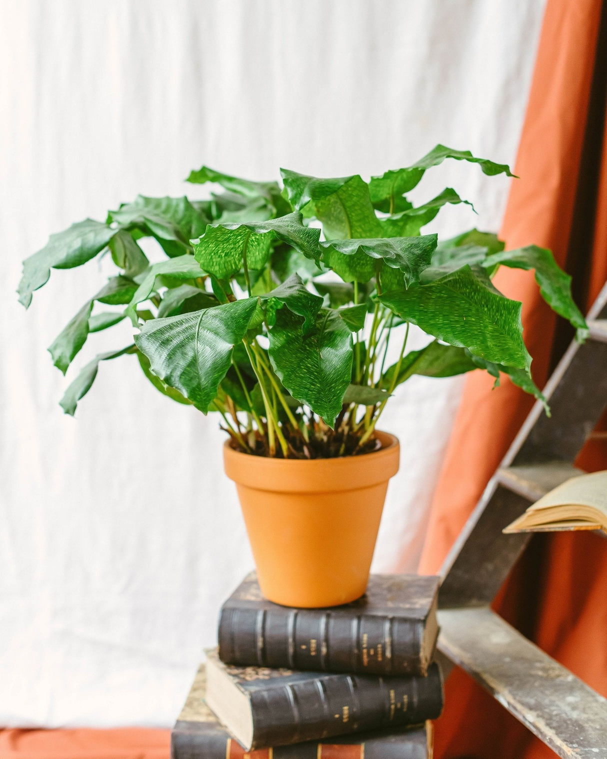 Livraison plante Calathea musaica