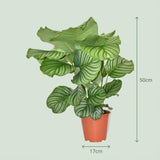 Livraison plante Calathea Orbifolia