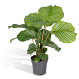 Livraison plante Calathea Orbifolia