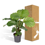 Livraison plante Calathea Orbifolia