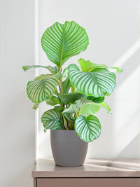 Calathea Orbifolia y su maceta