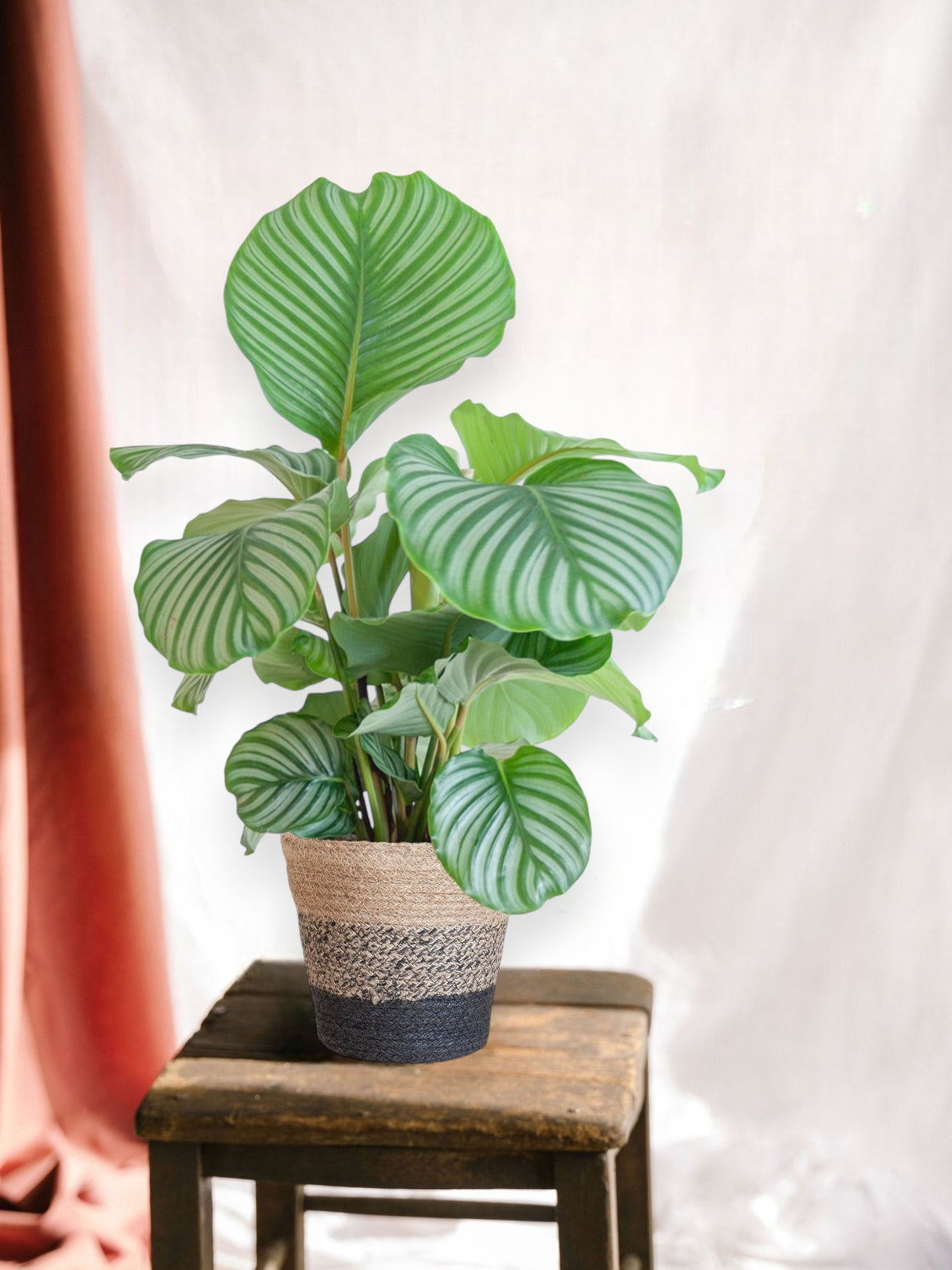 Calathea Orbifolia y su maceta