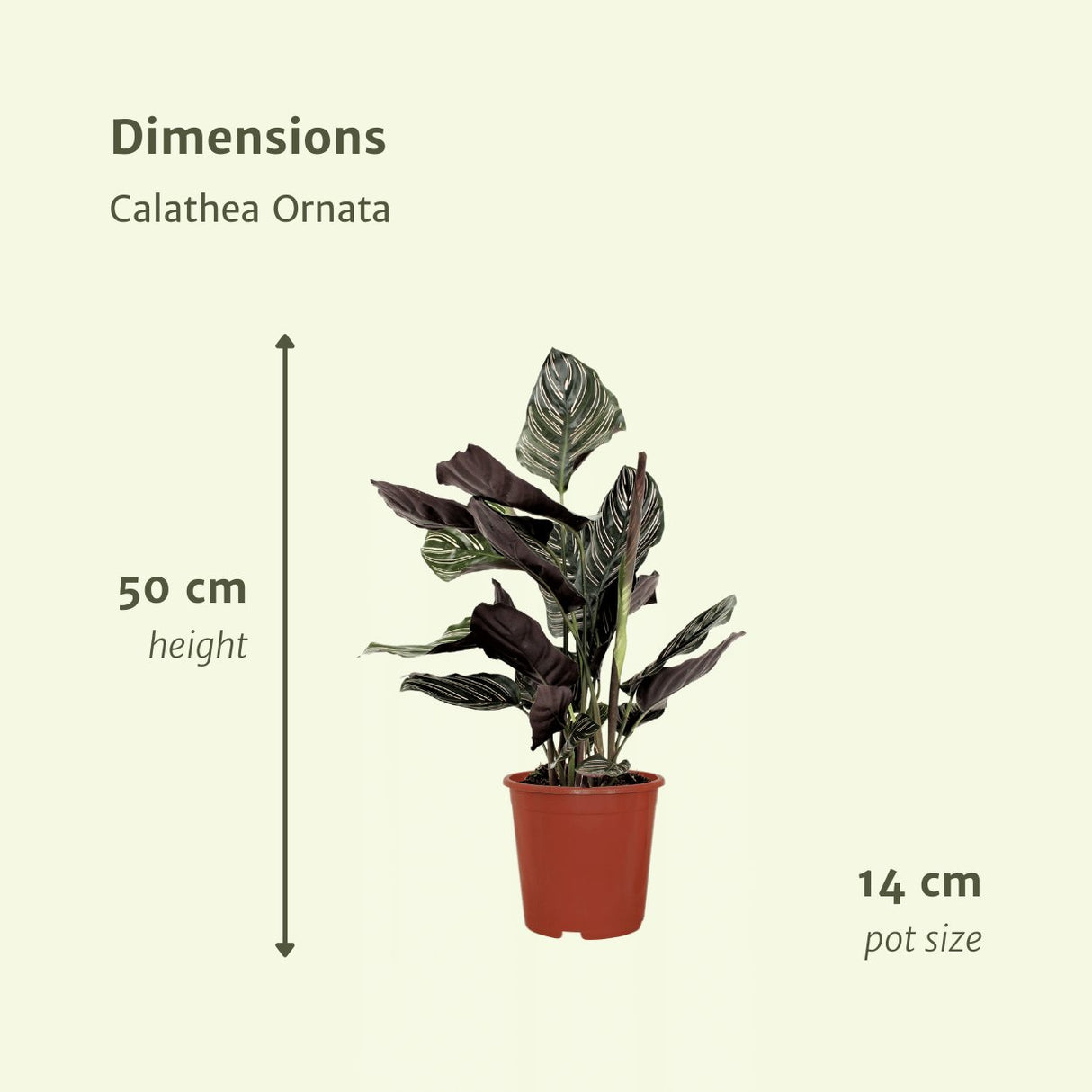 Livraison plante Calathea Ornata - Lot de 2