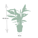 Livraison plante Calathea rufibarba