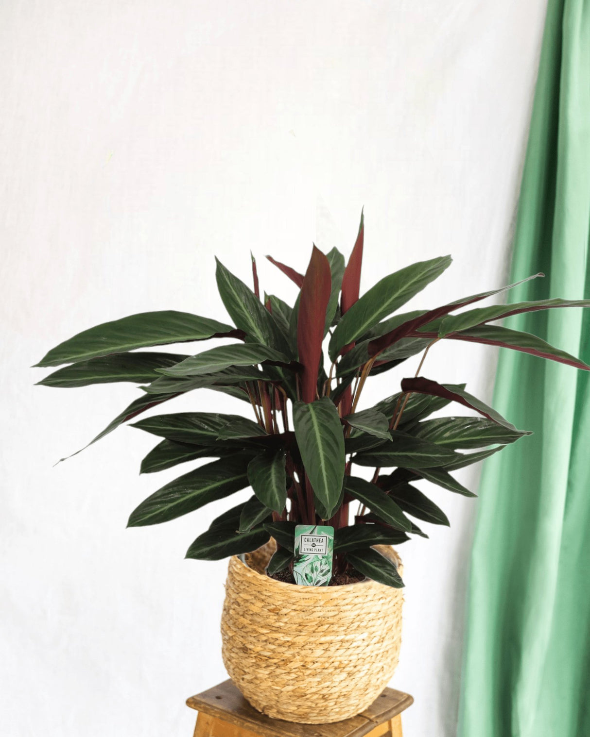 Livraison plante Calathea Stripestar