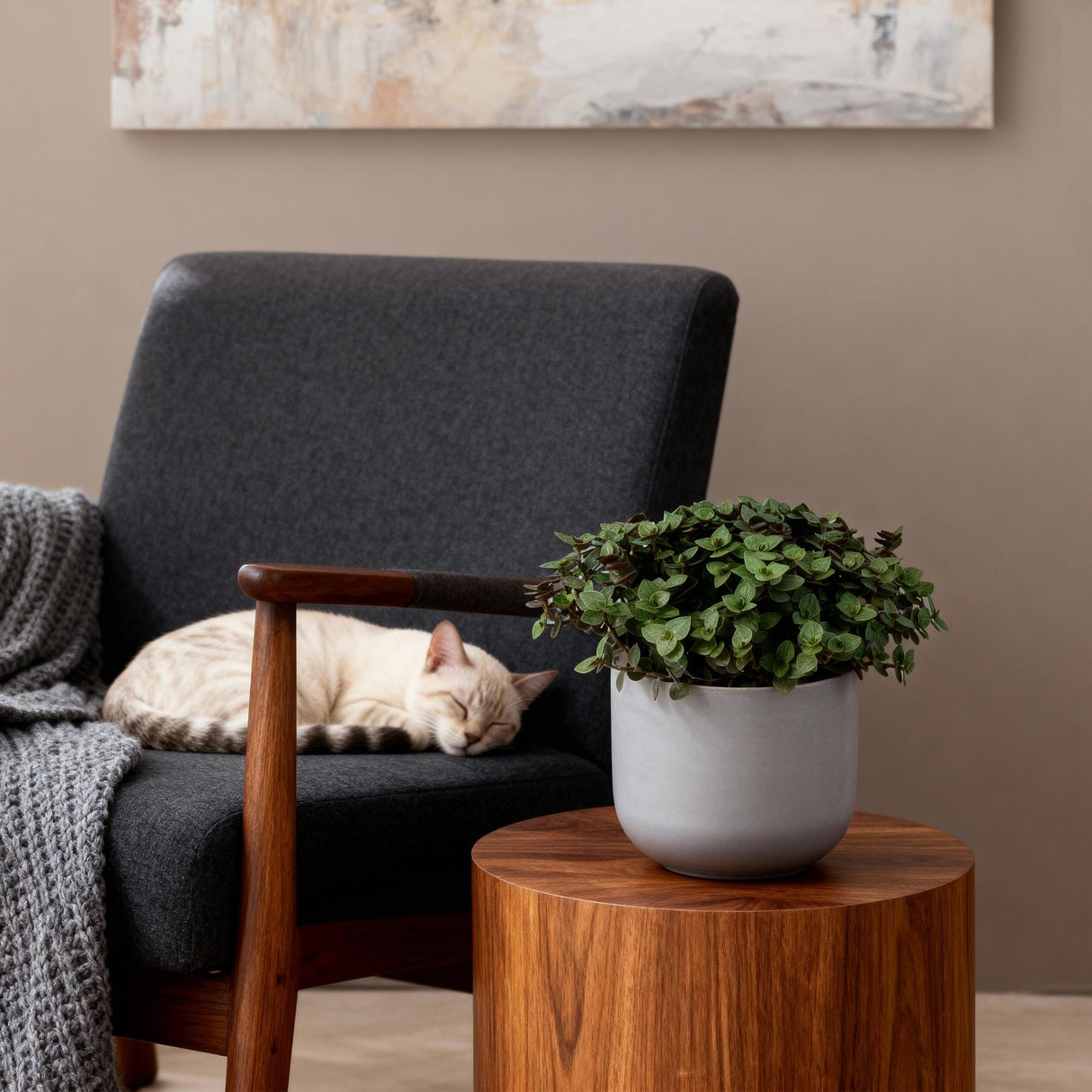 Livraison plante Calissia repens