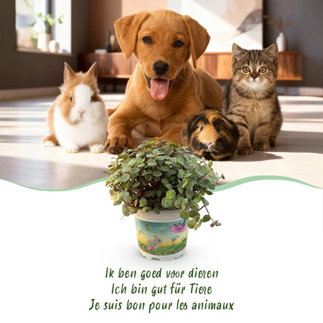 Livraison plante Calissia repens