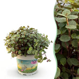 Livraison plante Calissia repens