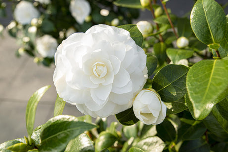 Livraison plante Camellia japonica 'Nuccio's Gem' - ↨65cm - Ø19cm