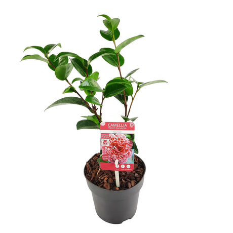 Livraison plante Camellia japonica. 'Volunteer'® - ↨20cm - Ø13cm - plante d'extérieur fleurie