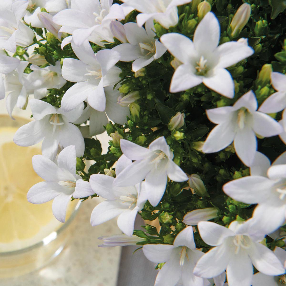 Livraison plante Campanula Addenda blanche - 12 plantes résistantes hiver