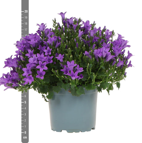 Livraison plante Campanula Addenda - Klokjesbloem Purple - Plante Vivace Hivernale