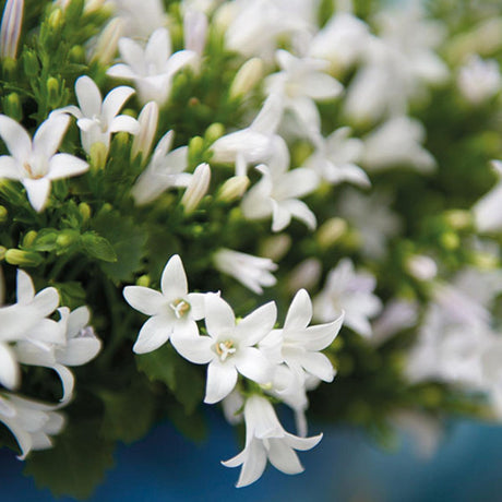 Livraison plante Campanula blanche en panier de roseaux avec système d'arrosage