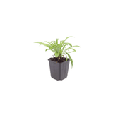 Livraison plante Campanule Coerulea