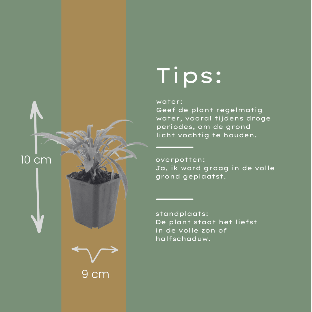 Livraison plante Campanule Coerulea