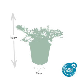 Livraison plante Campanule des murs 'Stella'