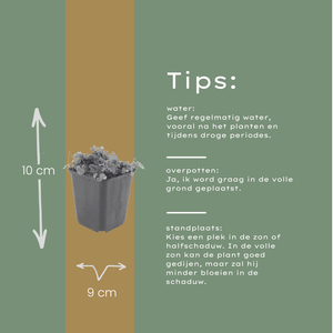 Livraison plante Campanule poscharskyana