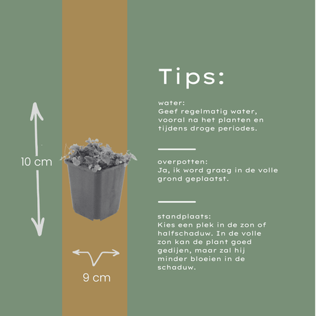 Livraison plante Campanule poscharskyana