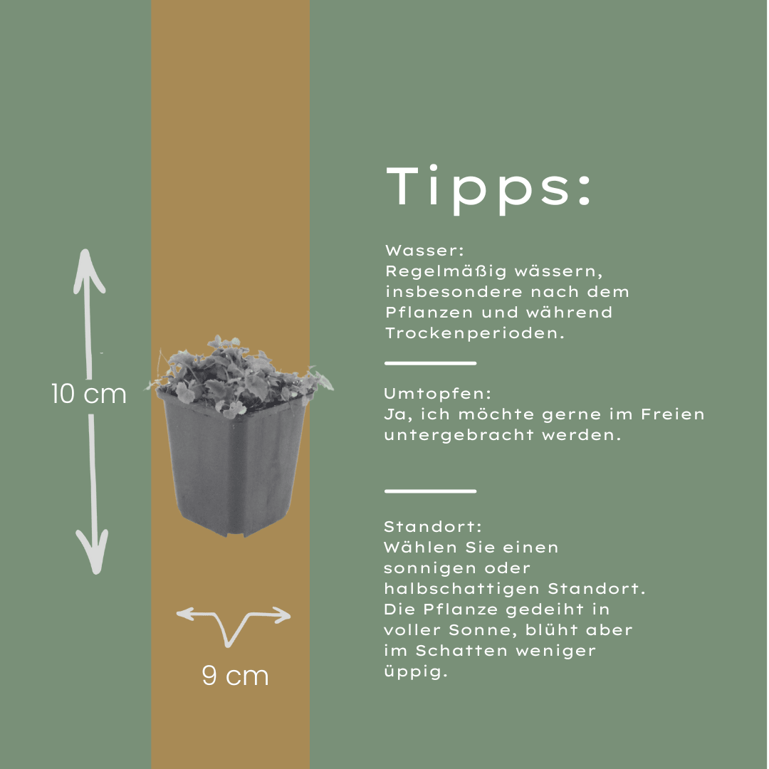 Livraison plante Campanule poscharskyana