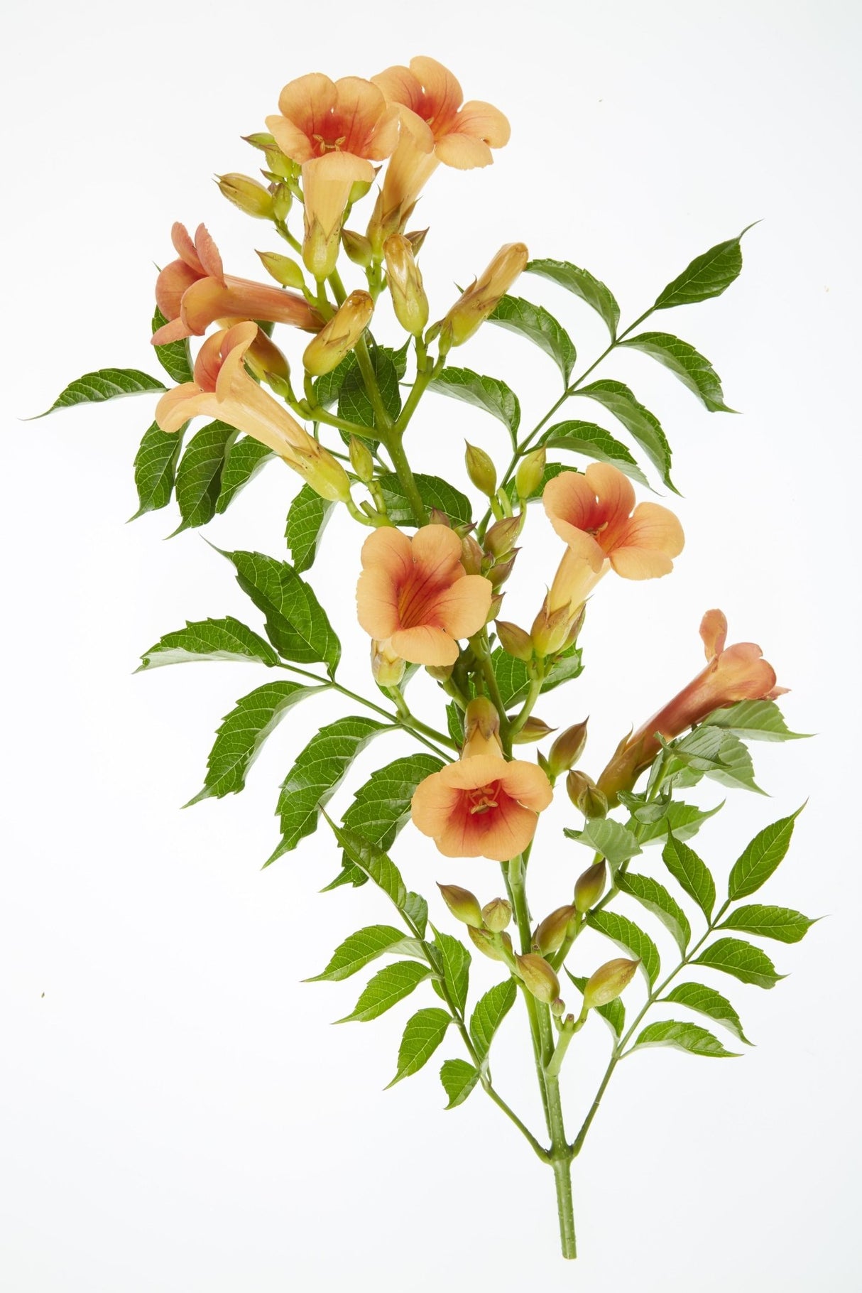 Livraison plante Campsis 'Indian Summer'