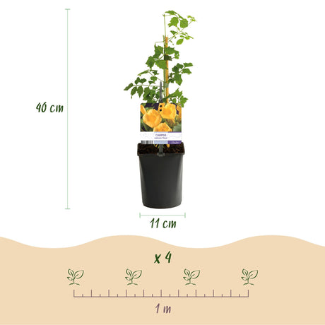 Livraison plante Campsis radicans Flava – Lot de 2 – Pot 11 cm