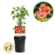 Livraison plante Campsis radicans Madame Galen – Lot de 2 – Pot 11 cm