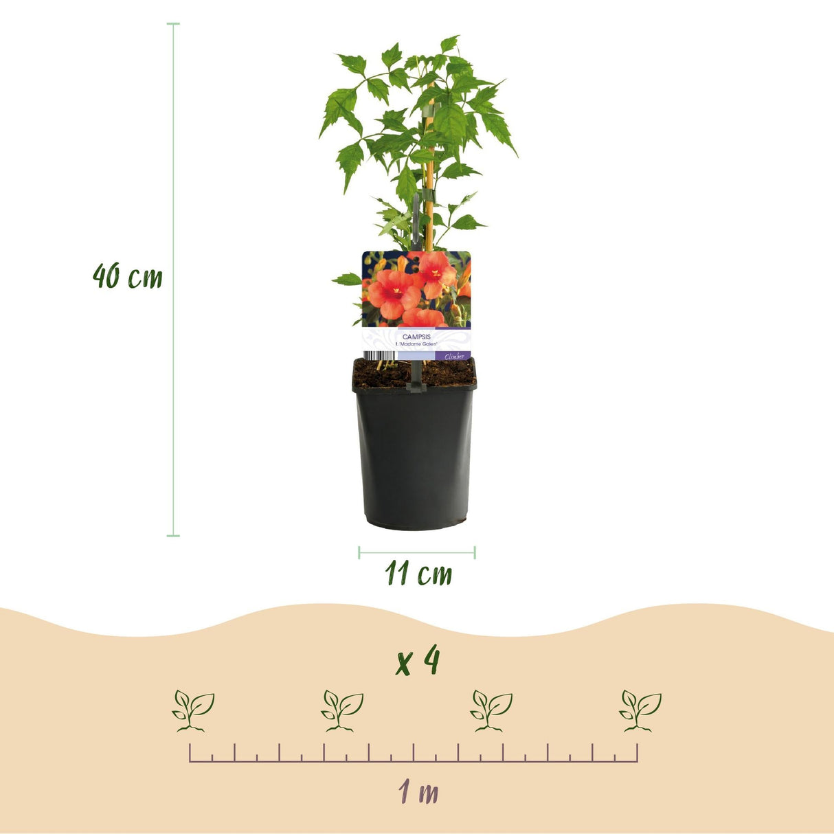 Livraison plante Campsis radicans Madame Galen – Lot de 2 – Pot 11 cm