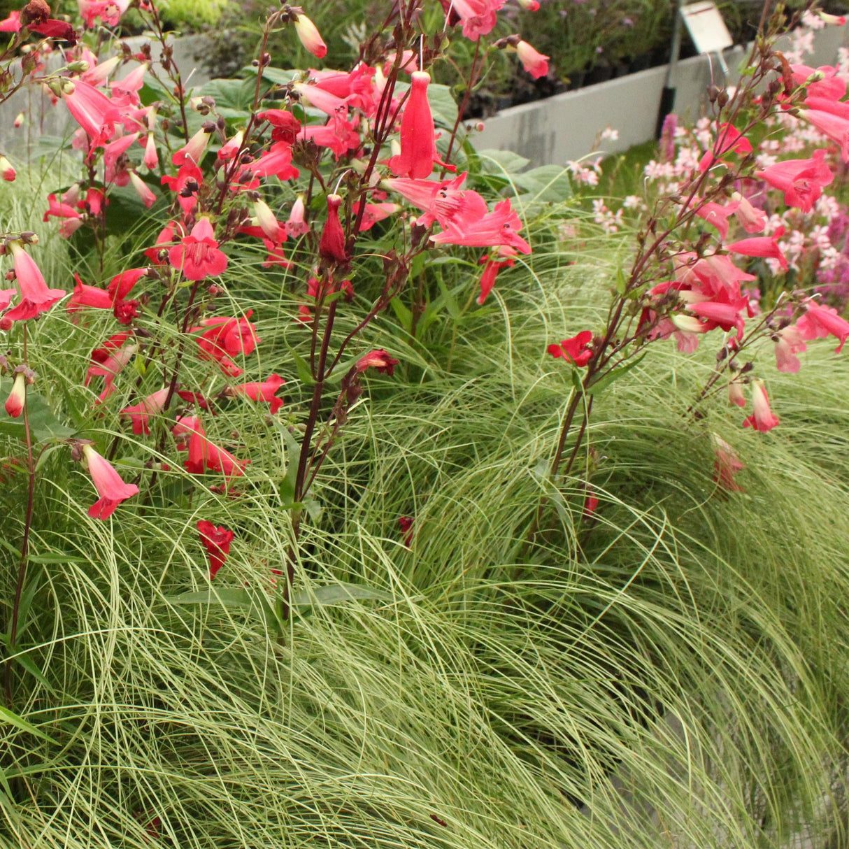 Livraison plante Carex comans Frosted Curls – Pot 17 cm – Hauteur 50 cm