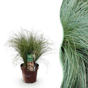 Livraison plante Carex comans Frosted Curls – Pot 17 cm – Hauteur 50 cm