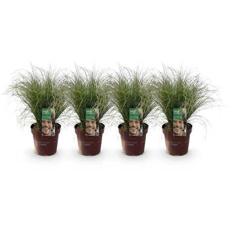 Livraison plante Carex comans Frosted Curls – Pot 17 cm – Hauteur 50 cm