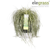 Livraison plante Carex Hachijoensis 'Evergold'