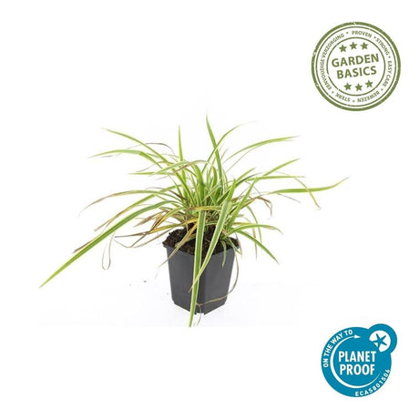 Livraison plante Carex laîche morrowii 'Aureovariegata'